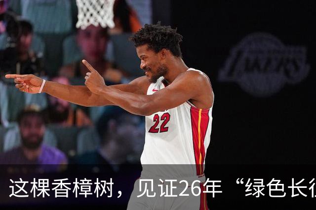 这棵香樟树，见证26年“绿色长征”